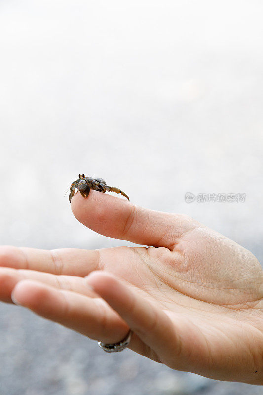 极小的小螃蟹