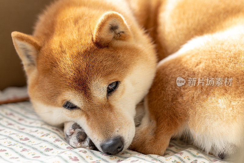 狗躺在床上的特写镜头