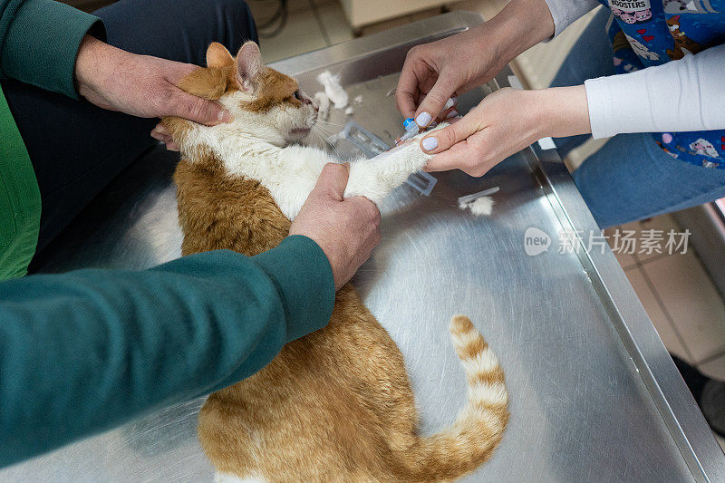 动物医院的工作人员正在为猫做手术做准备