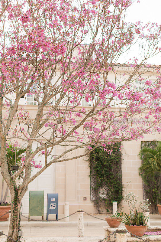 神奇的粉红色丝线树盛开在春天在棕榈滩，佛罗里达