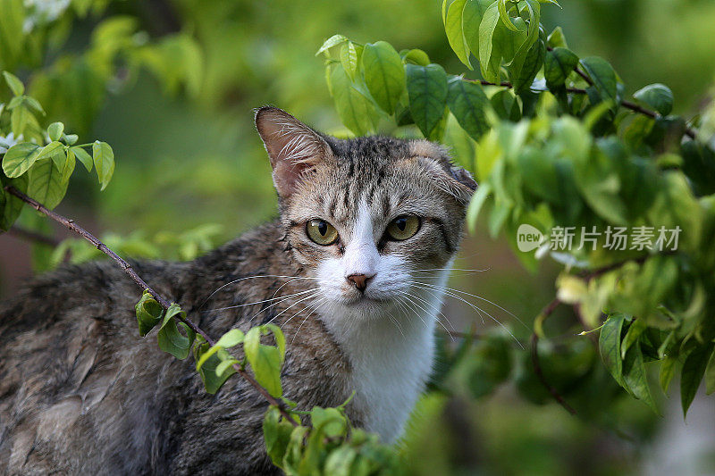 一只猫在公园里闲逛