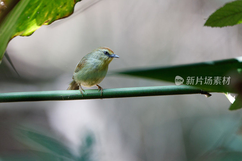 胡莺鸟:成年红褐色额胡莺。