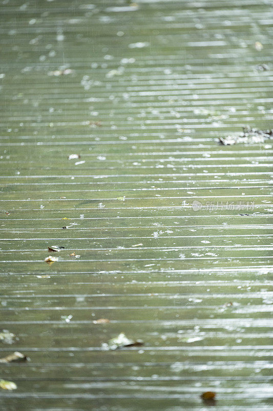 夏天一个雨夜的南部州湿地