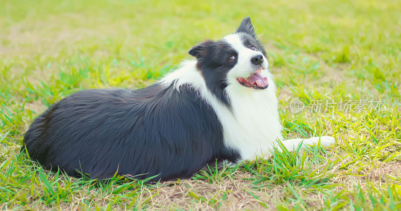 边境牧羊犬的肖像