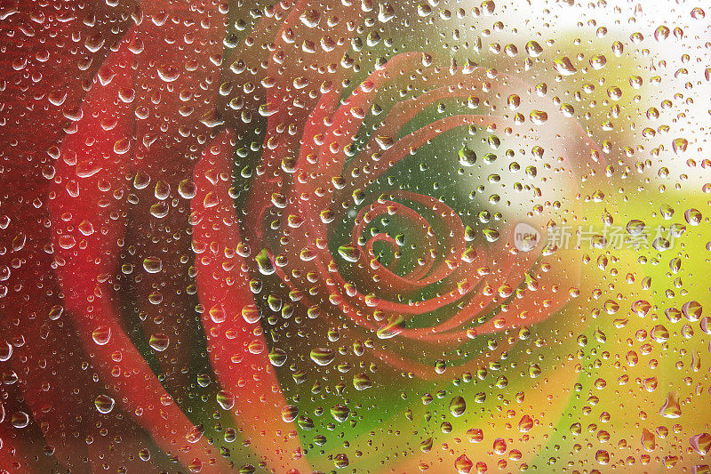 玫瑰透过雨滴玻璃
