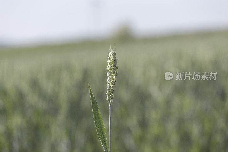 种植小麦