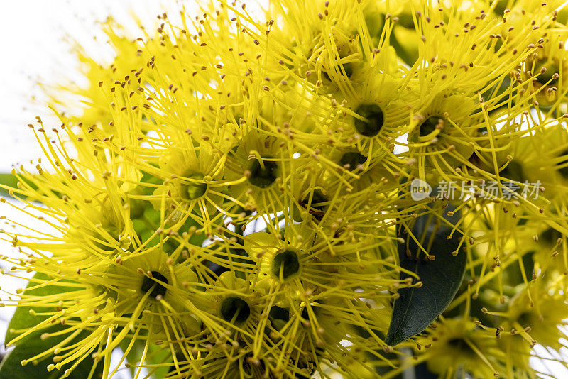 特写灌木与美丽的本土黄花，复制空间的背景