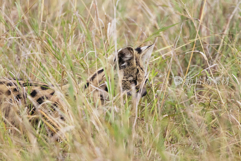 野猫