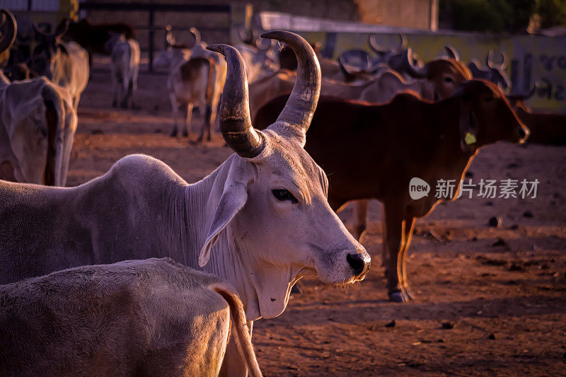 印度拉贾斯坦邦村庄的印度奶牛，印度奶牛在奶牛农场，奶牛在田野里休息，奶牛在govshal的保护性庇护所，选择性聚焦