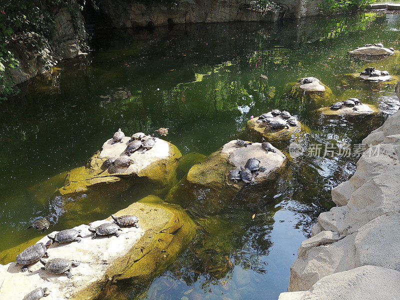 金钟香港公园的海龟