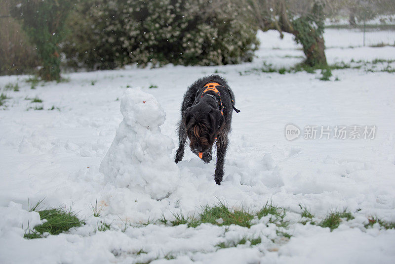 猎狗在吃雪狗的胡萝卜鼻子