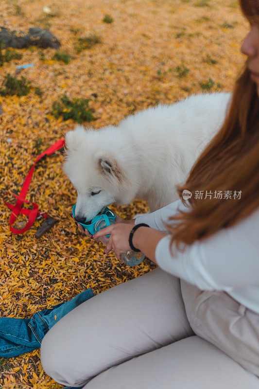 一位年轻的女宠物主人在公园里给她的萨摩耶小狗喝水
