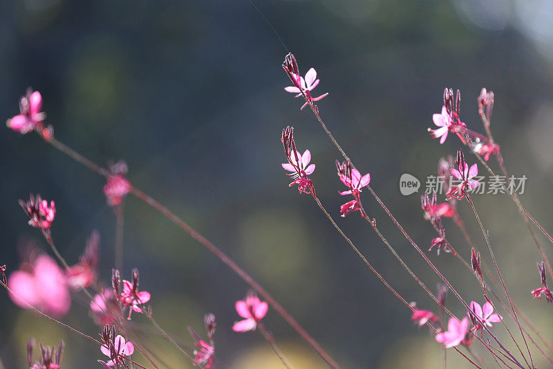 虚拟化背景，美丽的自然绿色背景与花朵