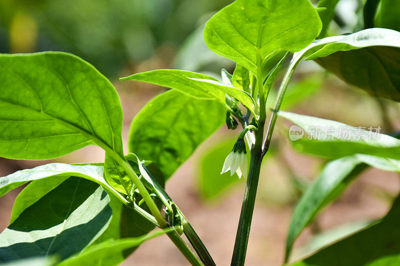 绿色的辣椒花椒在蔬菜园里