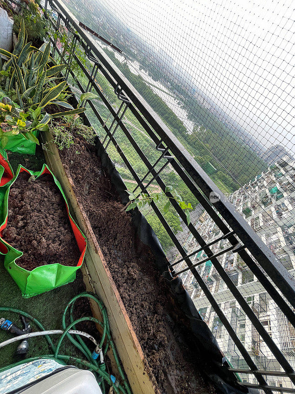 住宅阳台瓷砖地板上的木槽的特写图像，填满土壤和堆肥，种植三角梅的园艺准备，鸽子防鸟网