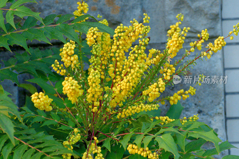 黄花植物特写