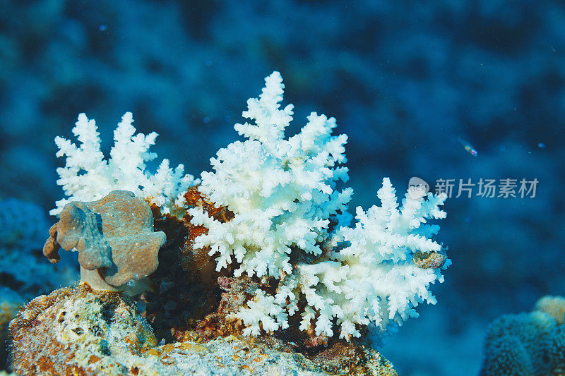 指珊瑚海洋生物宏，特写。珊瑚礁水下照片水肺潜水员视角红海