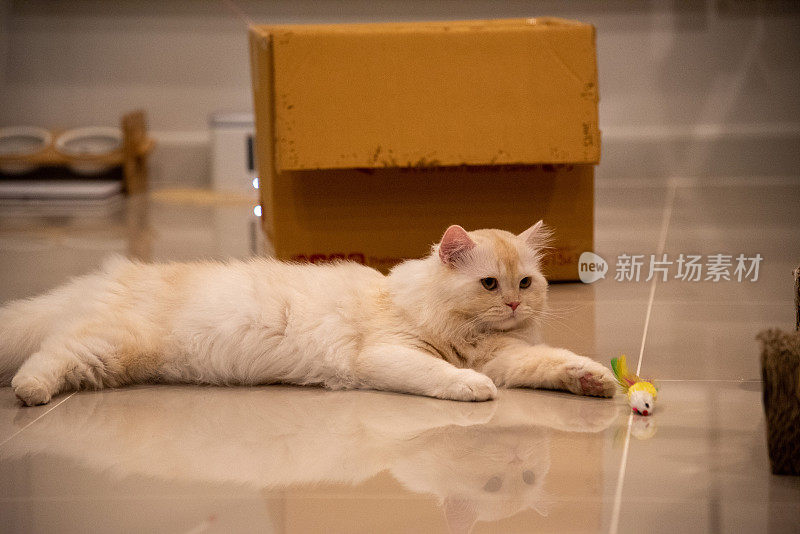 怪眼猫，白白的躺在地板上