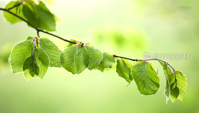 绿色的树叶。这是一张非常清晰和详细的照片，拍摄于著名的丹麦森林的春天