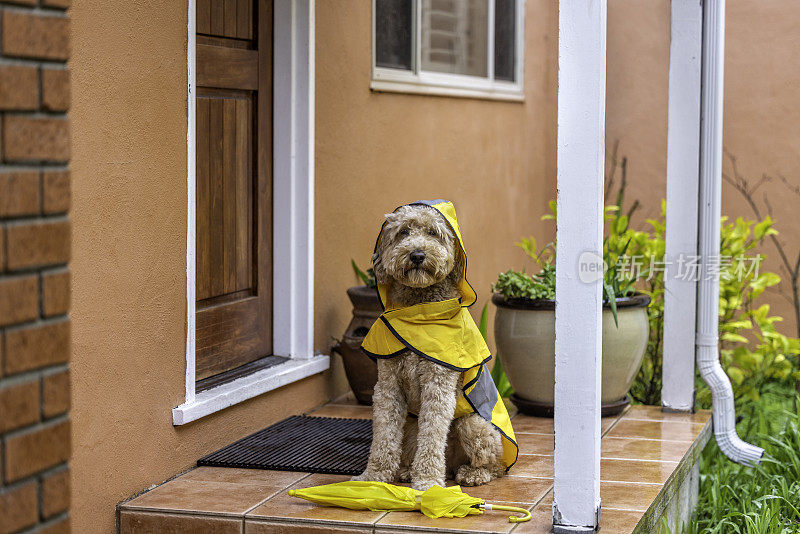 雨天金毛犬散步