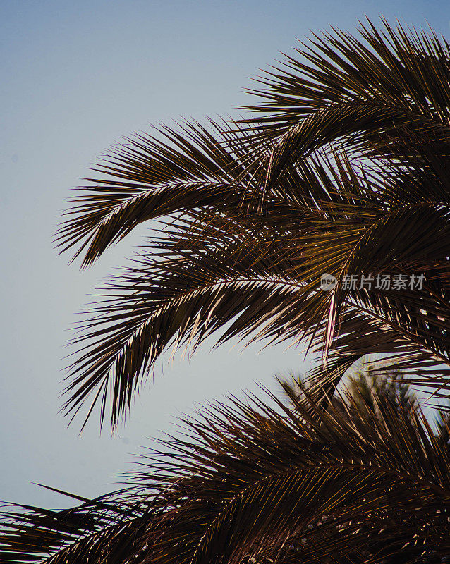 热带棕榈树被风吹动的图像