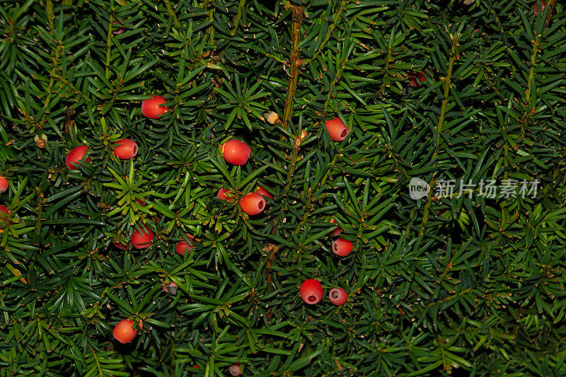 红豆杉或普通紫杉背景与红色浆果