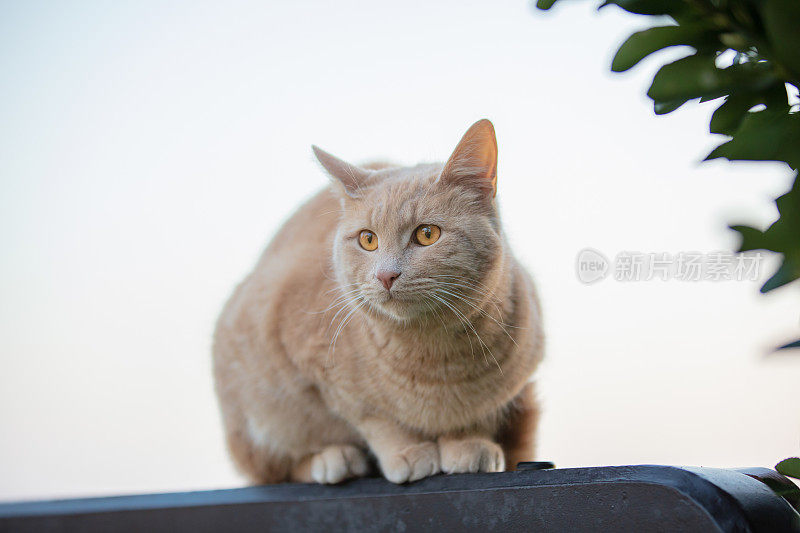 黄色的流浪猫的肖像与黄色的眼睛。