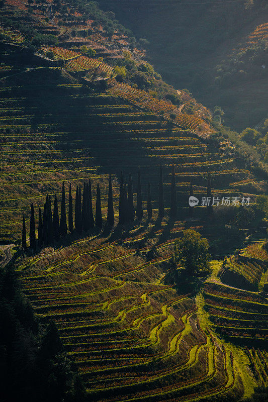 杜洛山谷葡萄园的风景