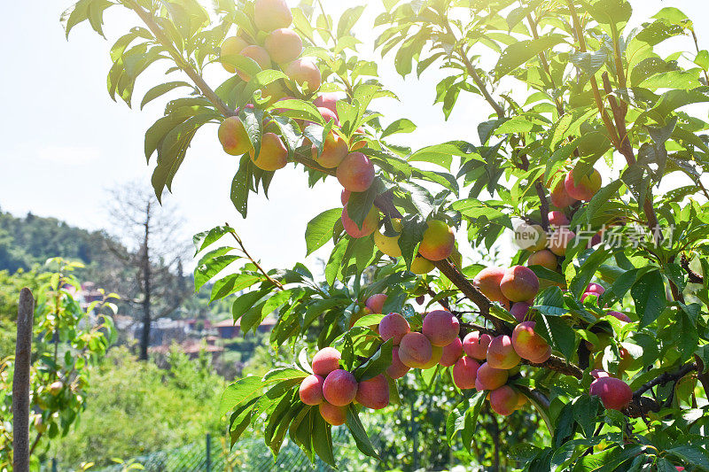 桃子，桃子在树上