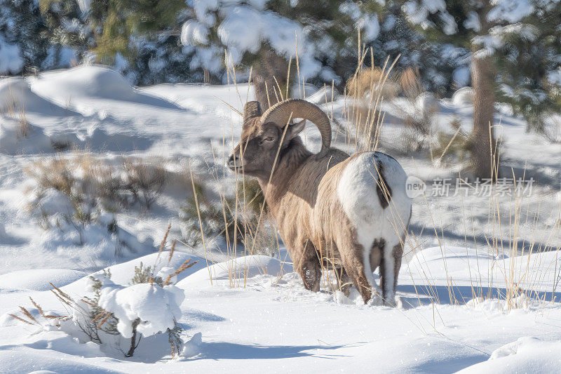 美国怀俄明州西北部与蒙大拿州接壤的黄石国家公园，一只大角公羊站在厚厚的积雪中