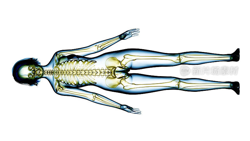 健康女性身体的x光图像