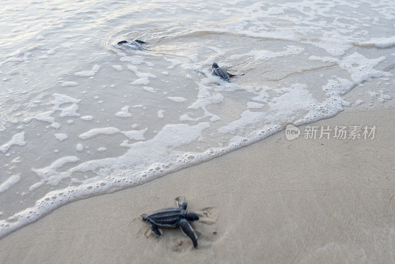 棱皮龟宝宝被释放到海里