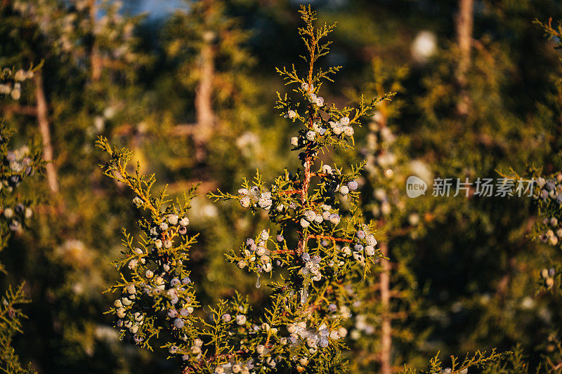 杜松(柏科)分枝，结浆果