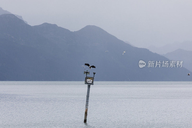 秃鹰飞过海洋