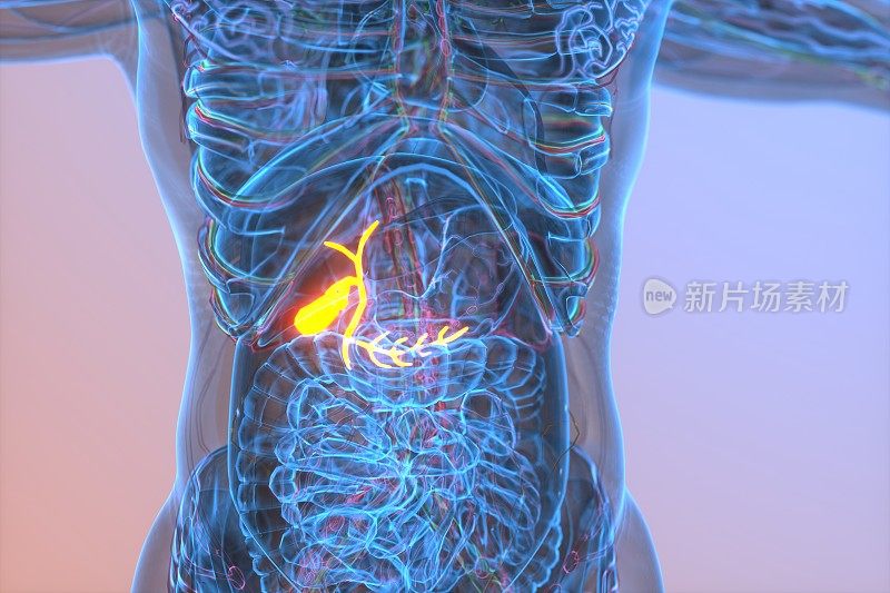 胆囊人体消化系统图解