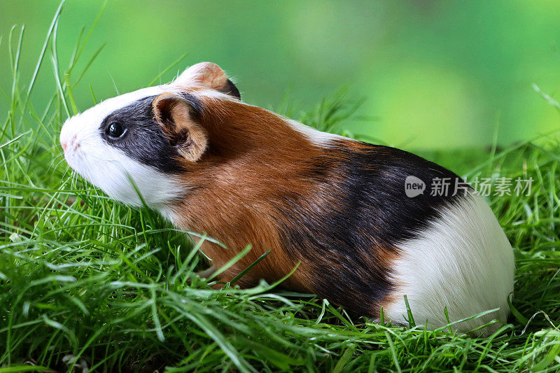 母猪，美国三色豚鼠，幼崽，黑色，姜黄色和白色的豚鼠坐在修剪过的草地上，侧面视图，模糊的绿色背景，聚焦于前景