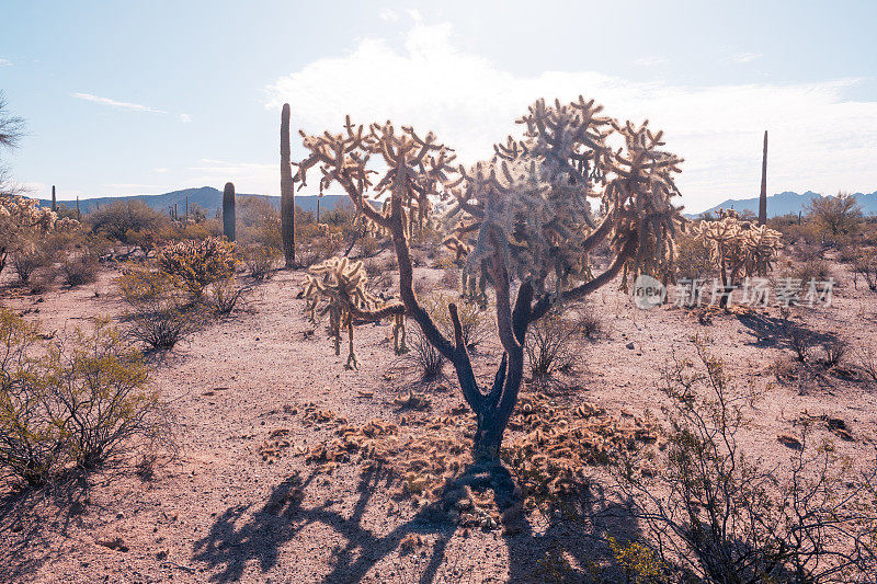 亚利桑那州风琴管仙人掌国家纪念碑沙漠景观中的全拉仙人掌