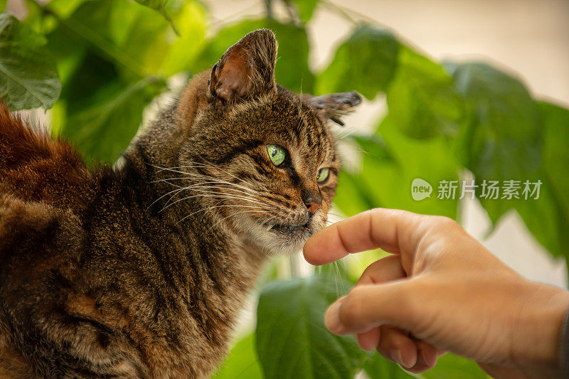 又老又生气的流浪猫。