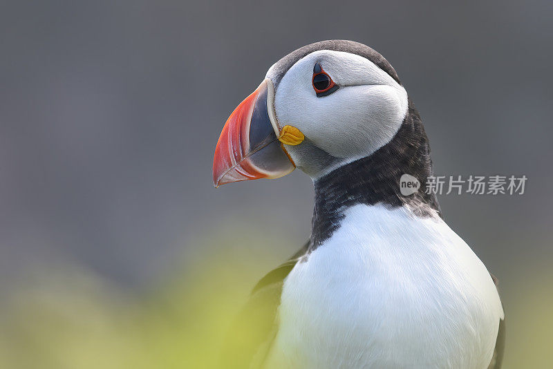 大西洋海雀