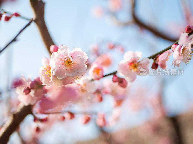 梅花在春天含苞