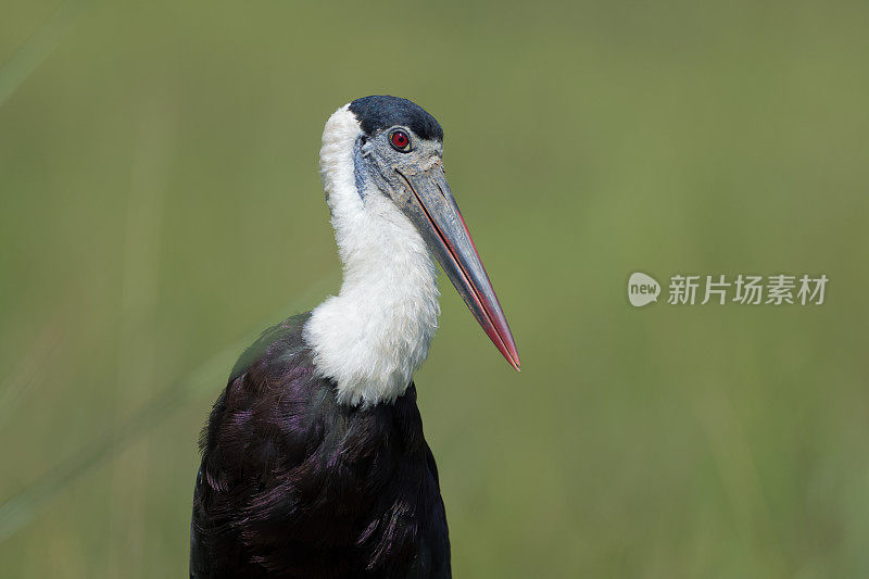 鹳鸟:成年亚洲长毛颈鹳或亚洲长毛颈鹳(白鹳属)。