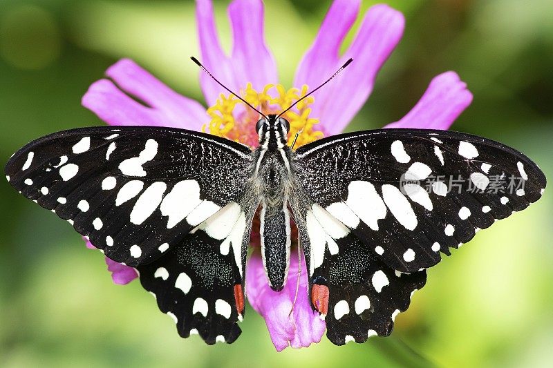 蝴蝶在粉红色花朵上展开翅膀-动物行为。