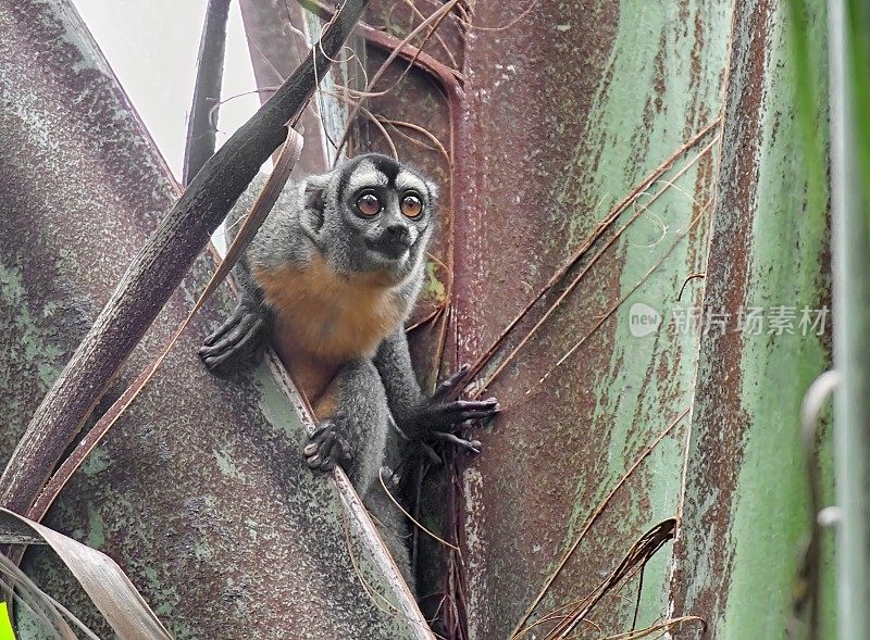 秘鲁夜猴在树上