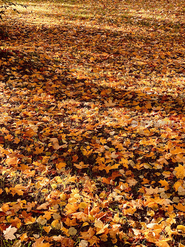 背景与明亮的干燥颜色的叶子在地面上的阳光与树影