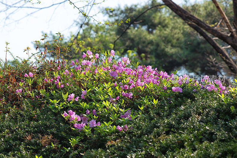 杜鹃花盛开