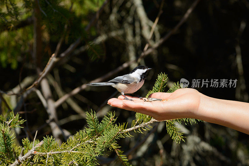 4月，加拿大安大略省的黑顶山雀从人手中进食