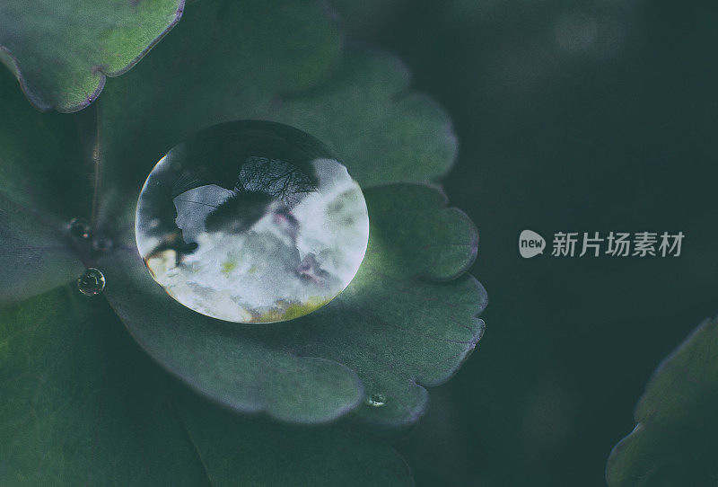 绿叶上雨滴的特写镜头