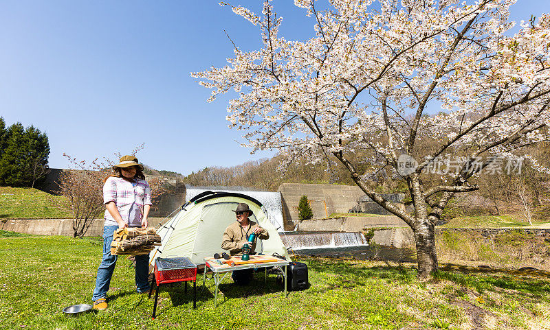 一对情侣在美丽的樱花树下的公园里露营