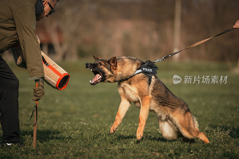 德国牧羊犬好斗的狗训练服从