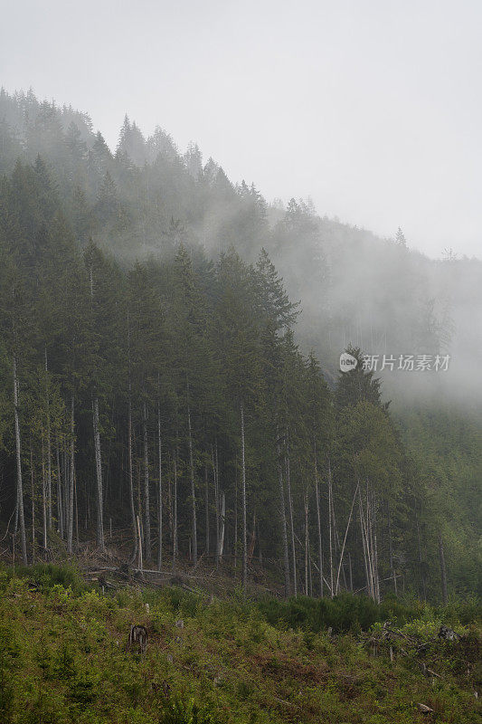 雾蒙蒙的热带雨林温哥华岛